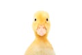 Portrait of a cute little duckling Royalty Free Stock Photo