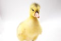 Portrait of a cute little duckling on white background Royalty Free Stock Photo