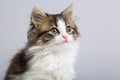 Portrait of a cute little fluffy kitten with blue eyes on a gray background in the studio Royalty Free Stock Photo