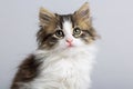 Portrait of a cute little fluffy kitten with blue eyes on a gray background in the studio Royalty Free Stock Photo