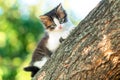 Portrait of a cute little fluffy kitty climbing on a tree branch in the nature Royalty Free Stock Photo