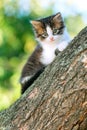 Portrait of a cute little fluffy kitty climbing on a tree branch in the nature Royalty Free Stock Photo