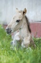 Portrait of a foal konik polski breed Royalty Free Stock Photo