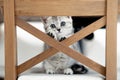 Portrait cute little funny striped Scottish fold grey Kitten cat sitting on chair at home. Cats life