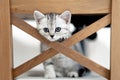 Portrait cute little funny striped Scottish fold grey Kitten cat sitting on chair at home. Cats life Royalty Free Stock Photo