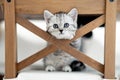 Portrait cute little funny striped Scottish fold grey Kitten cat sitting on chair at home. Cats life Royalty Free Stock Photo