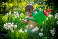 Girl watering flowers. Little girl with a watering can in the garden.