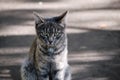 Portrait of a cute little gray kitten with an attentive look. Close-up. selective focus Royalty Free Stock Photo