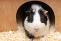 Portrait of cute little guinea pig Royalty Free Stock Photo