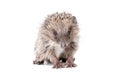 Portrait of a cute little hedgehog