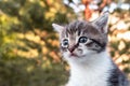 Portrait of a cute little kitten close-up, outdoor Royalty Free Stock Photo