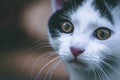 Portrait of a cute little kitten Royalty Free Stock Photo