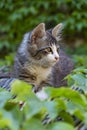 Portrait of cute little kitten on a reed roof with green leaves Royalty Free Stock Photo