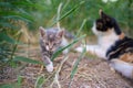 Portrait of a cute little kitten walk near resting cat mom. Domestic lovely cats. Charming baby animal Royalty Free Stock Photo