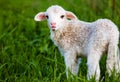 portrait of cute little lamb grazing in green spring meadow Royalty Free Stock Photo