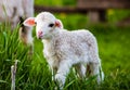 portrait of cute little lamb grazing in green spring meadow Royalty Free Stock Photo