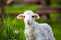 portrait of cute little lamb grazing in green spring meadow Royalty Free Stock Photo