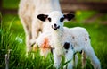 portrait of cute little lamb grazing in green spring meadow Royalty Free Stock Photo