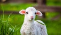 portrait of cute little lamb grazing in green spring meadow