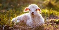 Portrait of cute little lamb grazing in green spring meadow Royalty Free Stock Photo