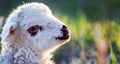 Portrait of cute little lamb grazing in green spring meadow Royalty Free Stock Photo