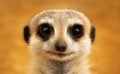 Portrait of a cute little meerkat Royalty Free Stock Photo