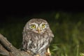 Portrait of cute little owl with bokeh Royalty Free Stock Photo