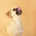 Portrait of cute little puggle being excited to eat treats while sticking his tongue out