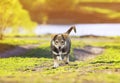 portrait of a cute little puppy walking on a footpath in the green Sunny meadows