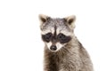 Portrait of a cute little raccoon Royalty Free Stock Photo