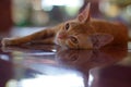 Portrait of cute little red Burmese cat with big eyes lying on floor in temple, mirror reflection of cat in glossy floor Royalty Free Stock Photo