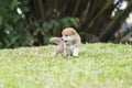 Portrait of cute little shiba inu puppy sitting on field. Beautiful young red shiba Inu Puppy Dog on the grass outdoor Royalty Free Stock Photo