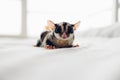 Portrait of cute little Sugar Glider on white bed. Royalty Free Stock Photo