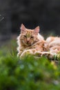 Portrait of cute little vagrant cat isolated lying on tree trunk outdoors i Royalty Free Stock Photo