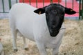 Portrait of cute little white and black dorper lamb at animal exhibition