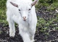 Portrait of a cute  little white goat closeup Royalty Free Stock Photo