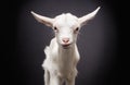 Portrait of a cute little white goat Royalty Free Stock Photo