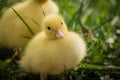 Portrait of cute little yellow baby fluffy muscovy duckling close up Royalty Free Stock Photo