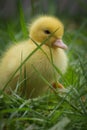 Portrait of cute little yellow baby fluffy muscovy duckling close up Royalty Free Stock Photo