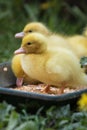 Portrait of cute little yellow baby fluffy muscovy duckling close up Royalty Free Stock Photo