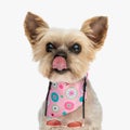 portrait of cute little yorkie puppy with pink bandana licking nose