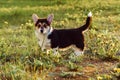 Portrait of cute little young brown white dog welsh pembroke corgi walking with raised tail on green grass in park yard. Royalty Free Stock Photo