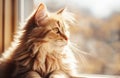 Portrait of a cute long-haired cat looking out the window