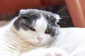 Portrait of a cute lop-eared cat, close-up