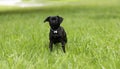 Portrait of cute lovely black pug-dog of breed \'Petit Brabancon Brussels Griffon\' Royalty Free Stock Photo