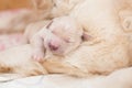 Portrait of cute Sleeping white newborn puppy of golden retriever Royalty Free Stock Photo