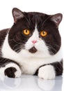 Portrait of a cute lying black and white cat Scottish Straight Royalty Free Stock Photo