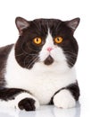 Portrait of a cute lying black and white cat Scottish Straight Royalty Free Stock Photo