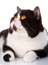 Portrait of a cute lying black and white cat Scottish Straight on white Royalty Free Stock Photo