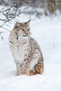 Portrait of a cute lynx cub in the cold winter forest Royalty Free Stock Photo